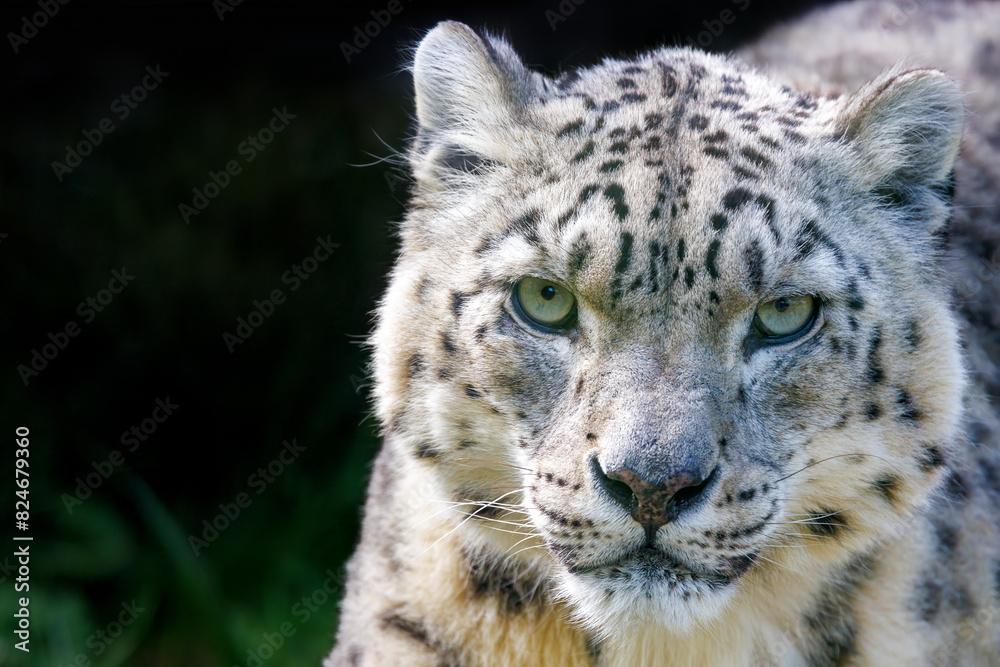Adult show leopard, panthera uncia, sitting in a forest environment. Space, for text. Adult show leopard, panthera uncia, sitting in a forest environment. Space, for text.