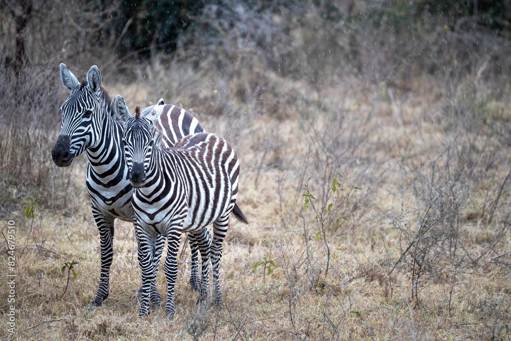 Obraz premium Mother and foal plains zebra, Equus quagga, sheltering from the summer rain in the undergrowth of Lake Nakuru National Park, Kenya.