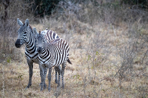 Mother and foal plains zebra, Equus quagga, sheltering from the summer rain in the undergrowth of Lake Nakuru National Park, Kenya.
