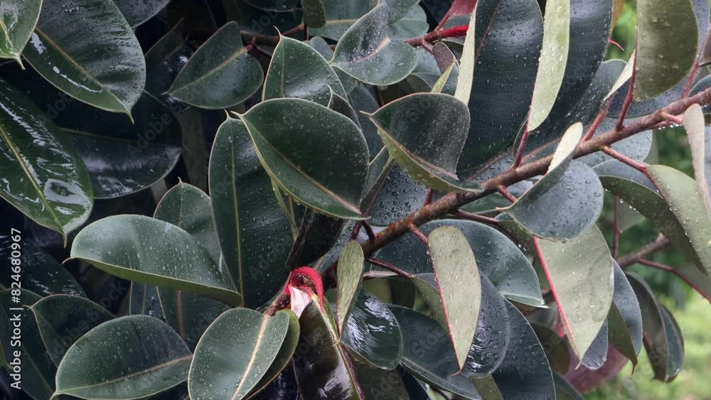 Tropical rain falls on the leaves of Rubber tree - Ficus elastica