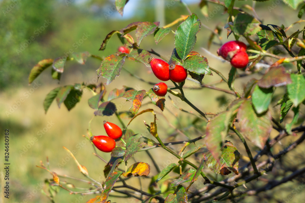 Several Rosehip berries on branches with green and yellow leaves