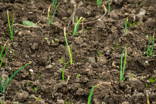 detail of onion sprouts in the fertile soil of a vegetable garden, selective focus