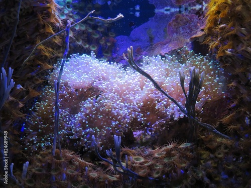 Corail photo