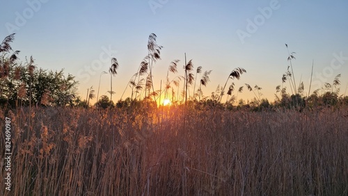 reeds at sunset
