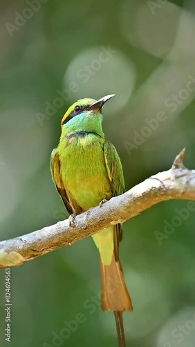 bee eater bird