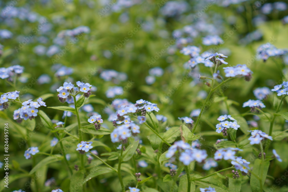 A spring meadow with blooming blue forget-me-nots in the garden against a background of spring greenery. The concept of growing ornamental plants on a garden plot and in a nursery A spring meadow with blooming blue forget-me-nots in the garden against a background of spring greenery. The concept of growing ornamental plants on a garden plot and in a nursery