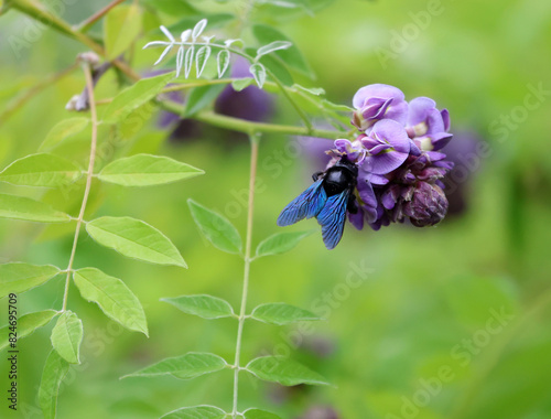 Solitary bee, Violet Carpenter bee Xylocopa violacea is collecting pollen on a wisteria for its offspring in nest.