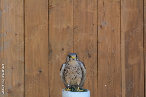 The motley falcon sits on a perch in the Zleby castle in the Czech Republic photo