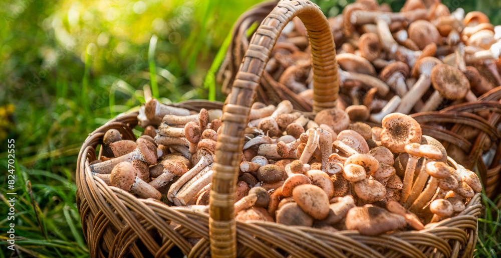 Mushrooms in the basket. Delicious freshly picked wild mushrooms from the local forest, mushroom in a wicker basket on a green grass Mushrooms in the basket. Delicious freshly picked wild mushrooms from the local forest, mushroom in a wicker basket on a green grass