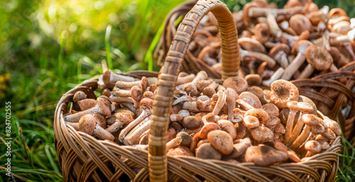 Mushrooms in the basket. Delicious freshly picked wild mushrooms from the local forest, mushroom in a wicker basket on a green grass