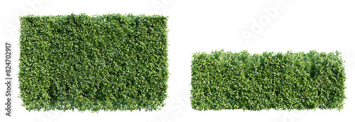 Trimmed hedge isolated on transparent background. Realistic 3D render.