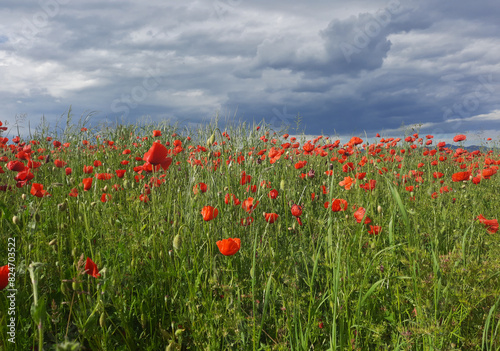 cheerful and scenic view of poppy field under a cloudy sky
