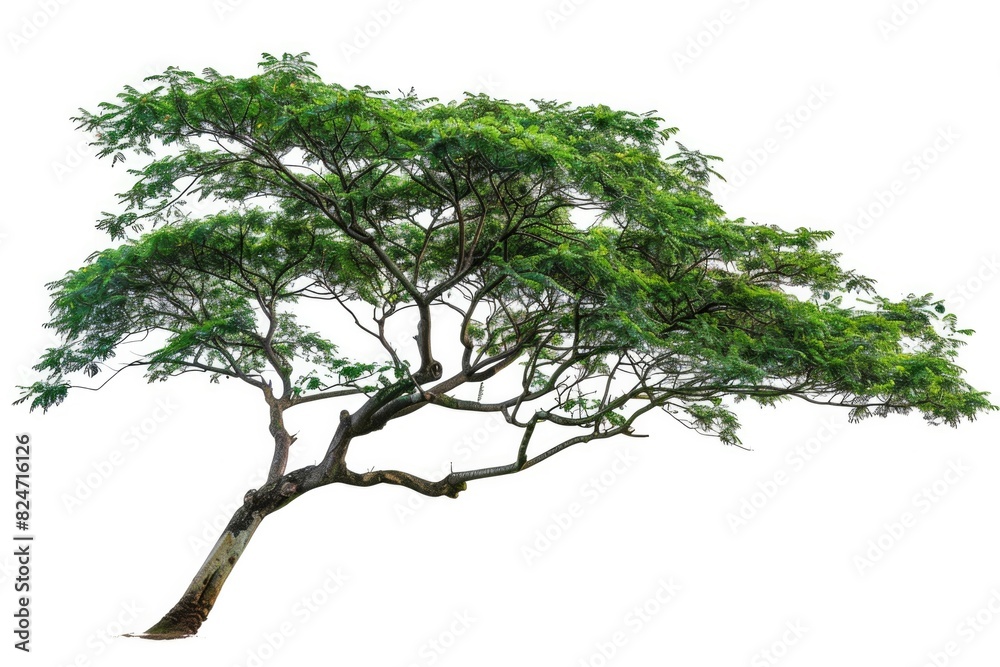 Fototapeta premium Tree. Isolated Rain Tree on White Background with Green Leaves and Branches