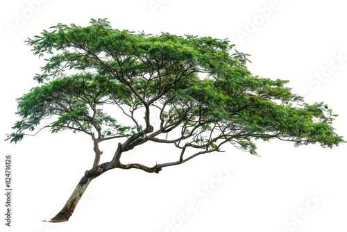 Tree. Isolated Rain Tree on White Background with Green Leaves and Branches