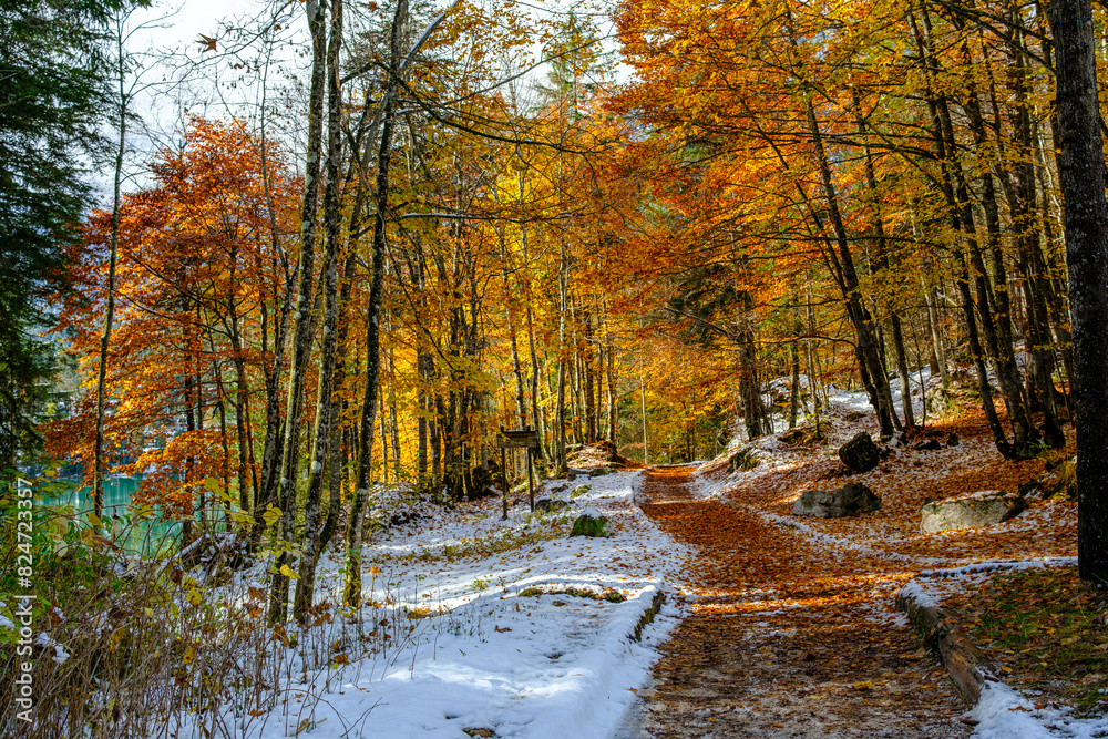 autumn trail in the forest autumn trail in the forest