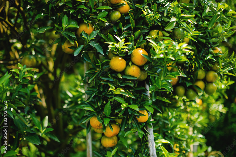 Orange orchards are fertile and ready to harvest ripe fruit. to be sold Honey orange is a sweet fruit that is high in vitamin C and has many health and physical benefits. Orange orchards are fertile and ready to harvest ripe fruit. to be sold Honey orange is a sweet fruit that is high in vitamin C and has many health and physical benefits.