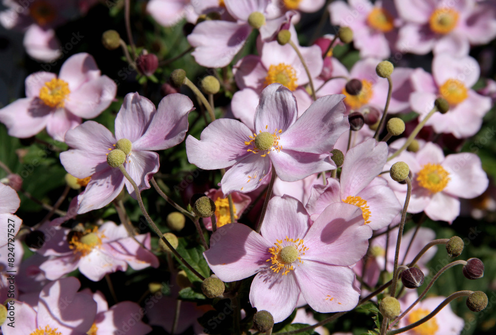 Close-up landscape photo of pink anemone flowers illuminated by sunlight on a blurred background Close-up landscape photo of pink anemone flowers illuminated by sunlight on a blurred background