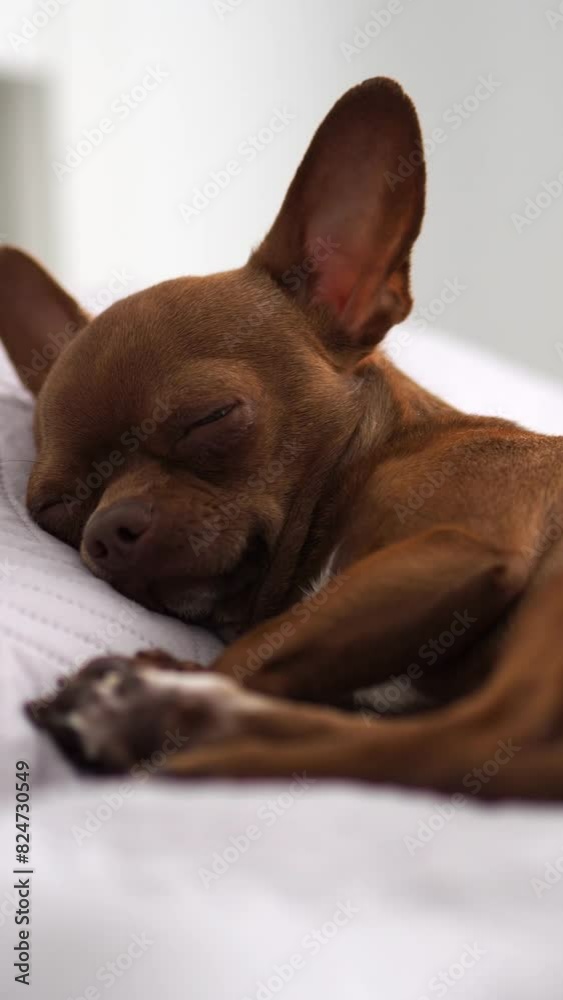 A red-haired sleepy chihuahua dog sleeps sweetly in bed. A sleepy dog. A purebred puppy lying on the parent's bed. A fluffy baby. An alternative to children. A little family member A red-haired sleepy chihuahua dog sleeps sweetly in bed. A sleepy dog. A purebred puppy lying on the parent's bed. A fluffy baby. An alternative to children. A little family member