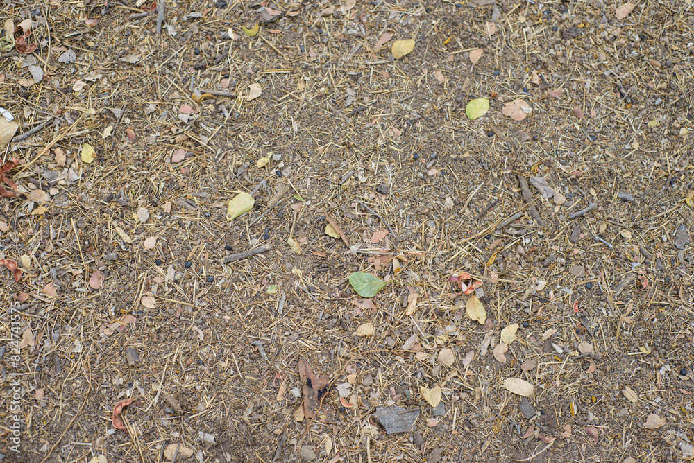 Soil covered by leaves, stones, seeds, sticks, etc. Background, texture. Soil covered by leaves, stones, seeds, sticks, etc. Background, texture.