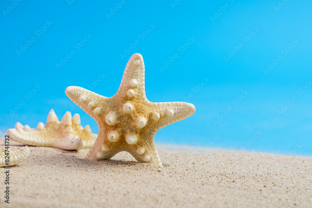 Starfish skeletons on beach sand with blue background. Summer background with space for text. Starfish skeletons on beach sand with blue background. Summer background with space for text.