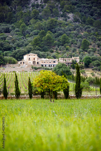 Orange trees and wineries are the most common landscape around Pollensa  Majorca  Balearic Islands  Spain 