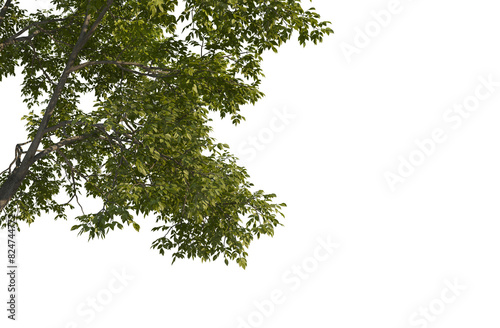 Big tree foreground, foliage leaves on corner border on transparent background