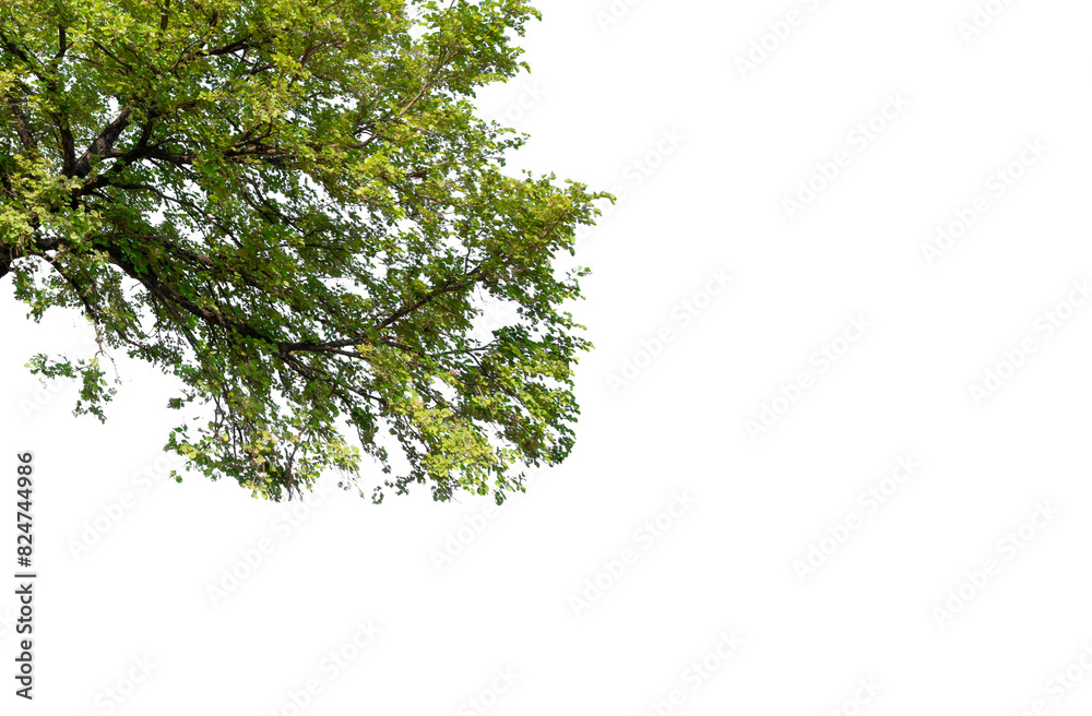 Large tree branches and foliage leaves on top border cut out Large tree branches and foliage leaves on top border cut out