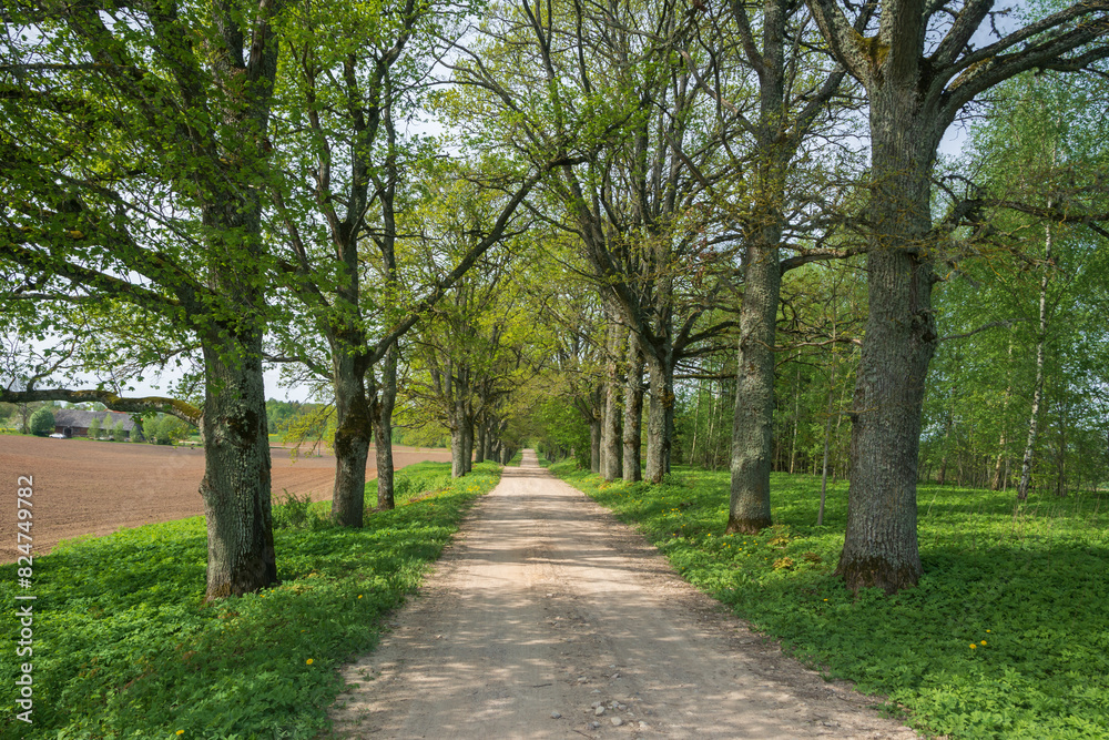 Oak tree alley along country road . Oak tree alley along country road .