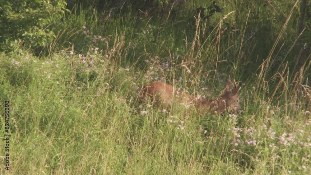 roebuck on a meadow in high grass roebuck on a meadow in high grass