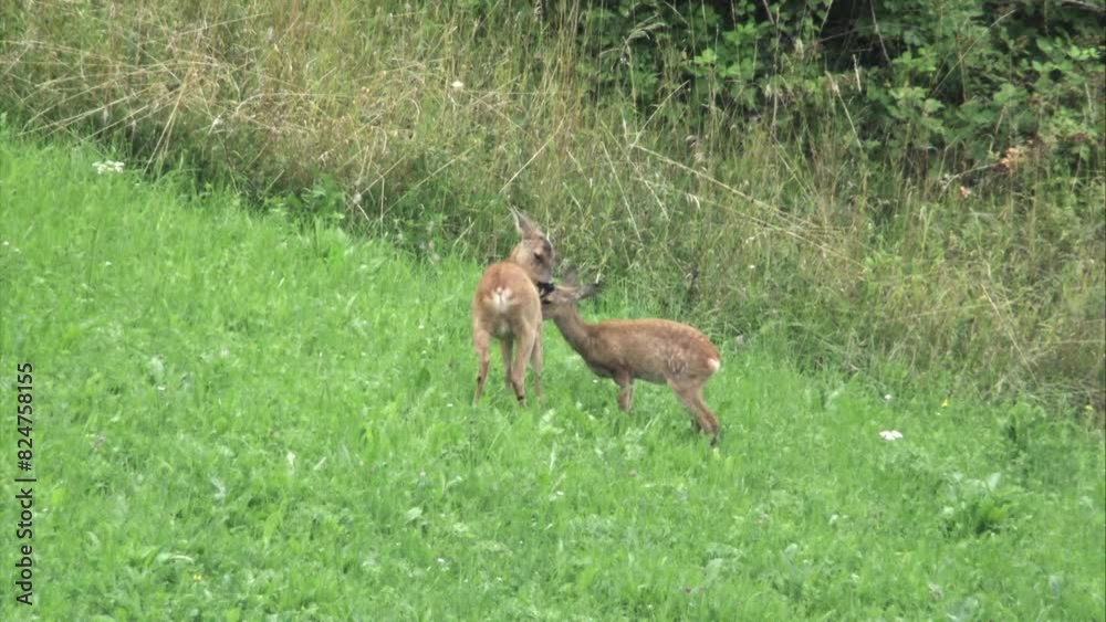 roe deer licks its fawn on a meadow in summer roe deer licks its fawn on a meadow in summer