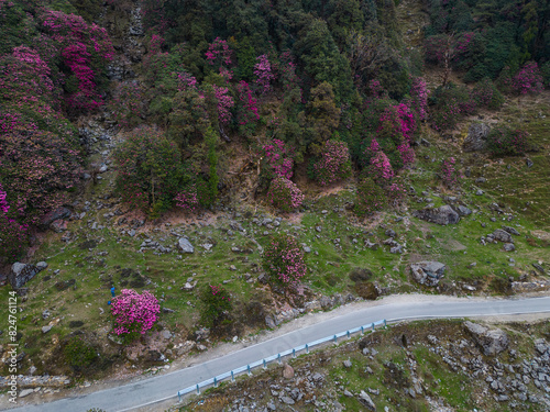 Chopta near Ukhimath Uttarakhand India Gateway to Tungnath Mahadev Temple photo