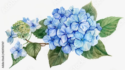Illustration of a blue hydrangea flower plant inflorescence in PNG format photo