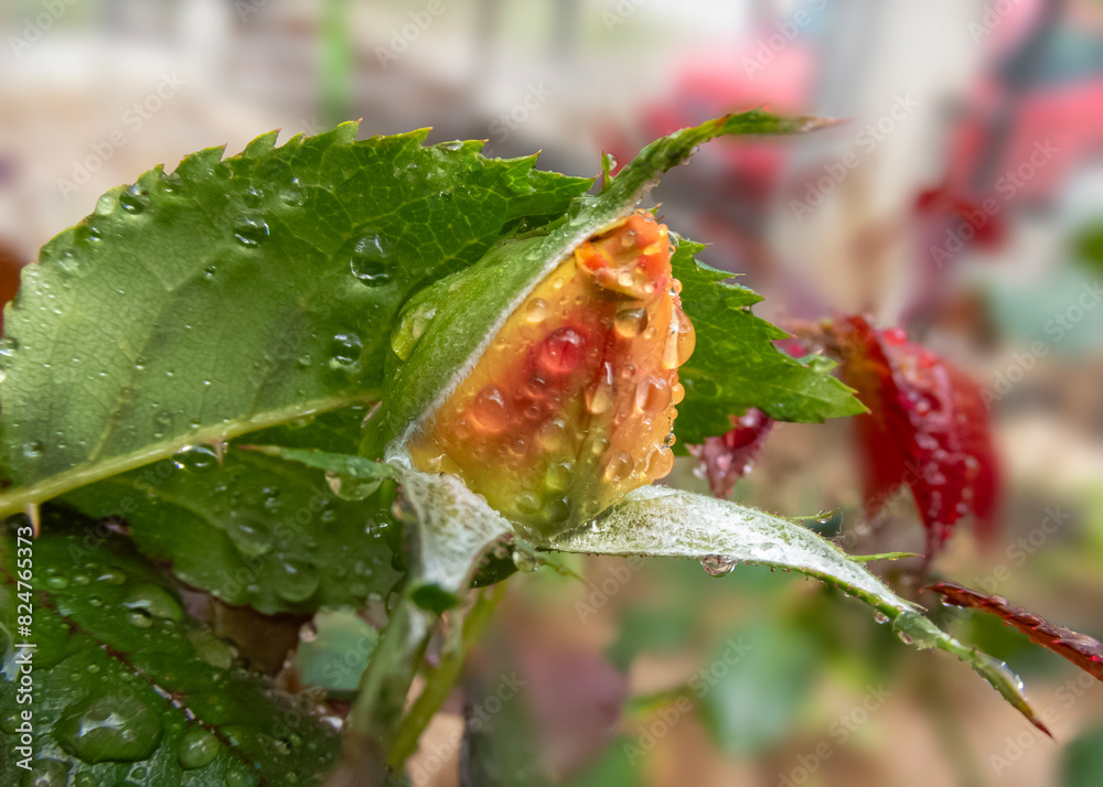 Fototapeta premium orange rose bud with water drops