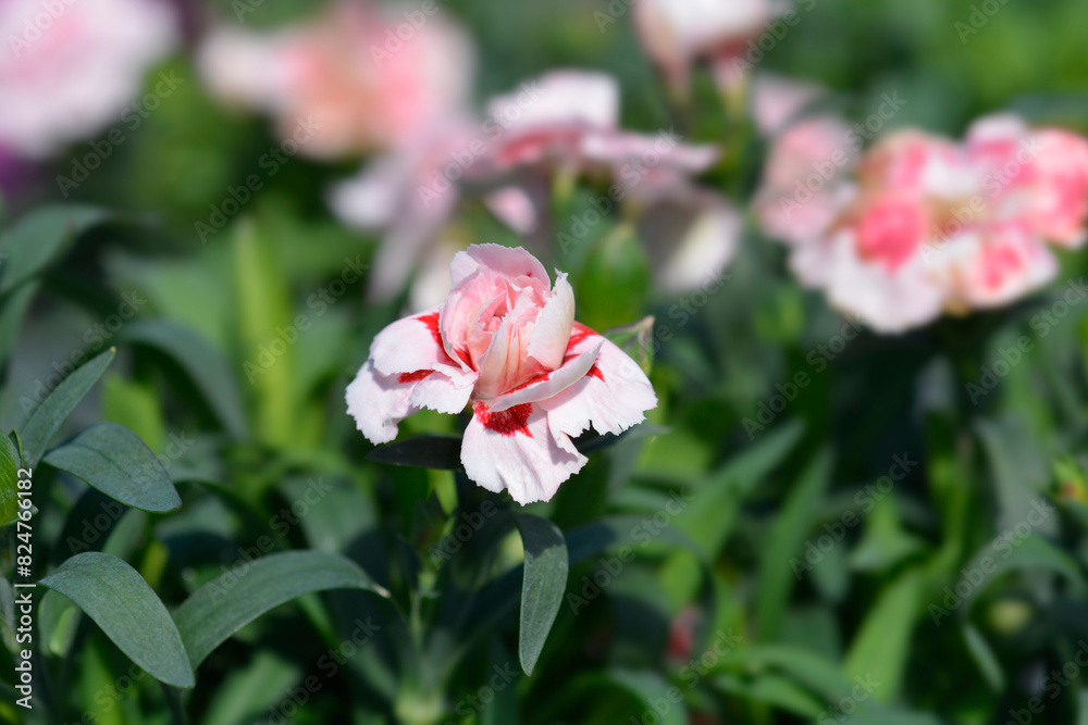 Carnation flower