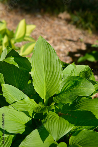 Hyacinthine Plantain lily leaves photo