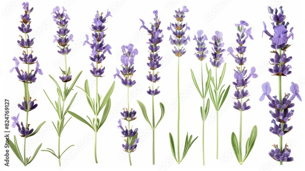 Naklejka premium Real pressed lavender flowers backgrounds plant herb PNG