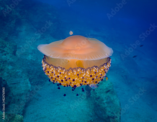 orange jellyfish