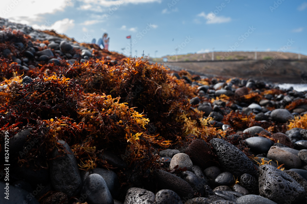 Obraz premium A rocky beach with a large amount of seaweed on it. The seaweed is brown and green and covers the rocks