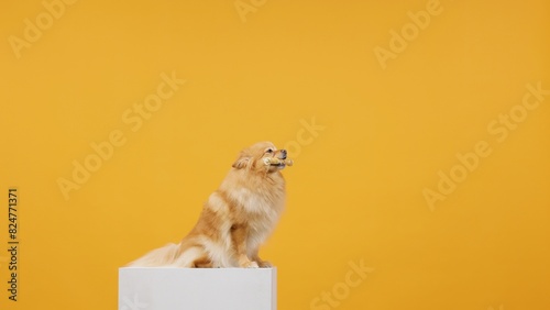 Funny Portrait of a Cute Spitz Puppy Isolated on a Vibrant Yellow Background Adorable pet dog posing for a playful and lively portrait. Perfect for showcasing the joyful and spirited nature of pets.