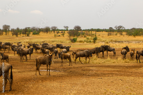 Serengeti national park photo