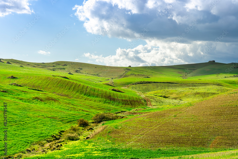 green spring hills with young grass and amazing growing fields and hills with beautiful bright cloudy sunset on background of rural landscape