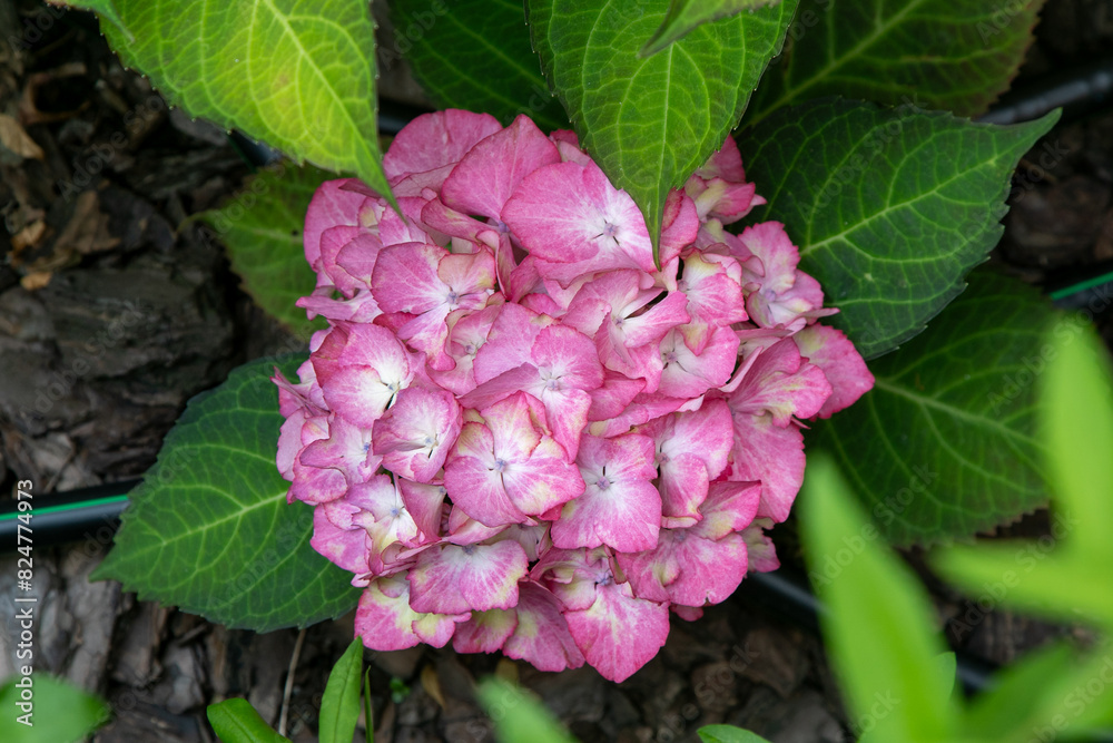 Pink hydrangea flowers in the garden. Bud close up. Grow a summer flower hortensia. Flora petals green leaves background. Pink hydrangea flowers in the garden. Bud close up. Grow a summer flower hortensia. Flora petals green leaves background.
