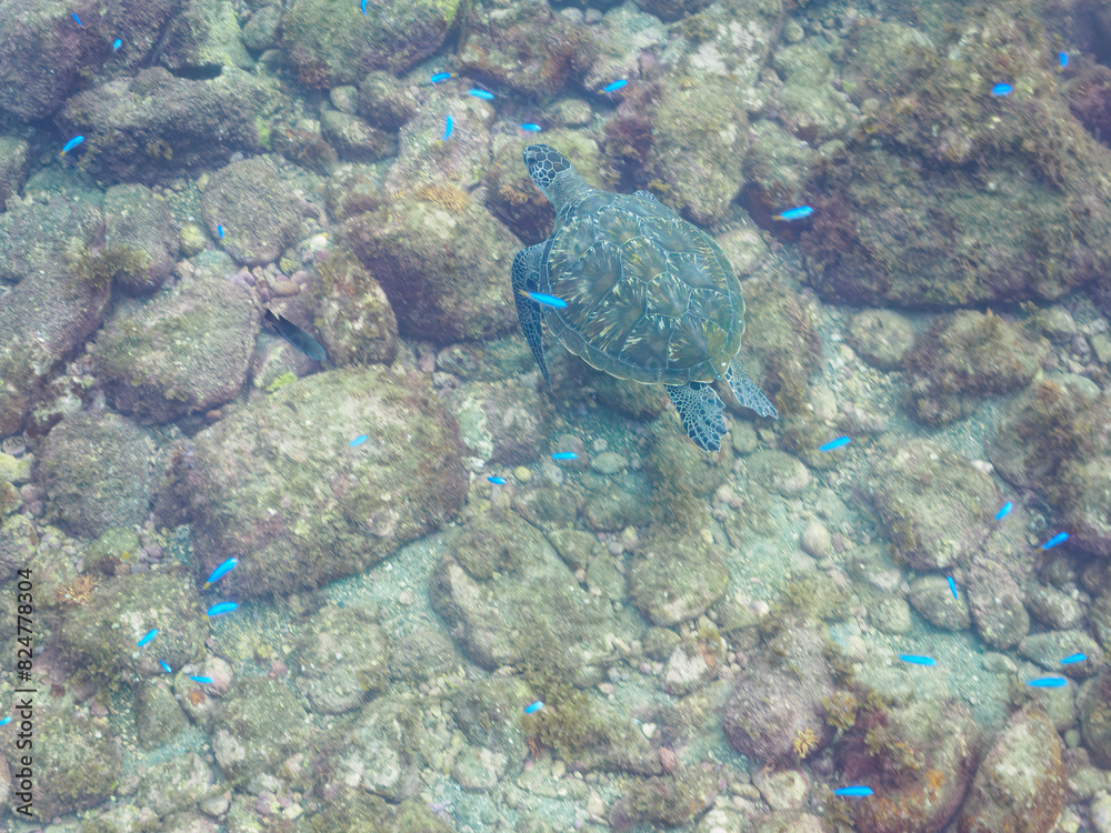 Fototapeta premium ゆったり泳ぐ美しく大きなアオウミガメ(ウミガメ科)。日本国静岡県伊豆半島賀茂郡南伊豆町中木から渡し船で渡るヒリゾ浜にて。 2022年夏水中撮影。The Beautiful and large green sea turtle (Chelonia mydas, family Turtles) swims leisurely.Hirizohama beach, by ferry from