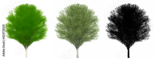 Set or collection of Japanese Zelkova trees, painted, natural and as a black silhouette on white background. Conceptual 3d illustration for nature, ecology and conservation, strength, beauty