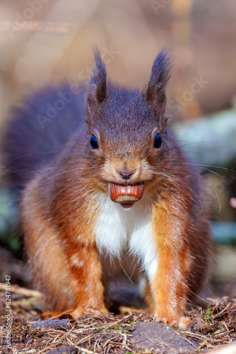 squirrel eating nut © NorthernPixl