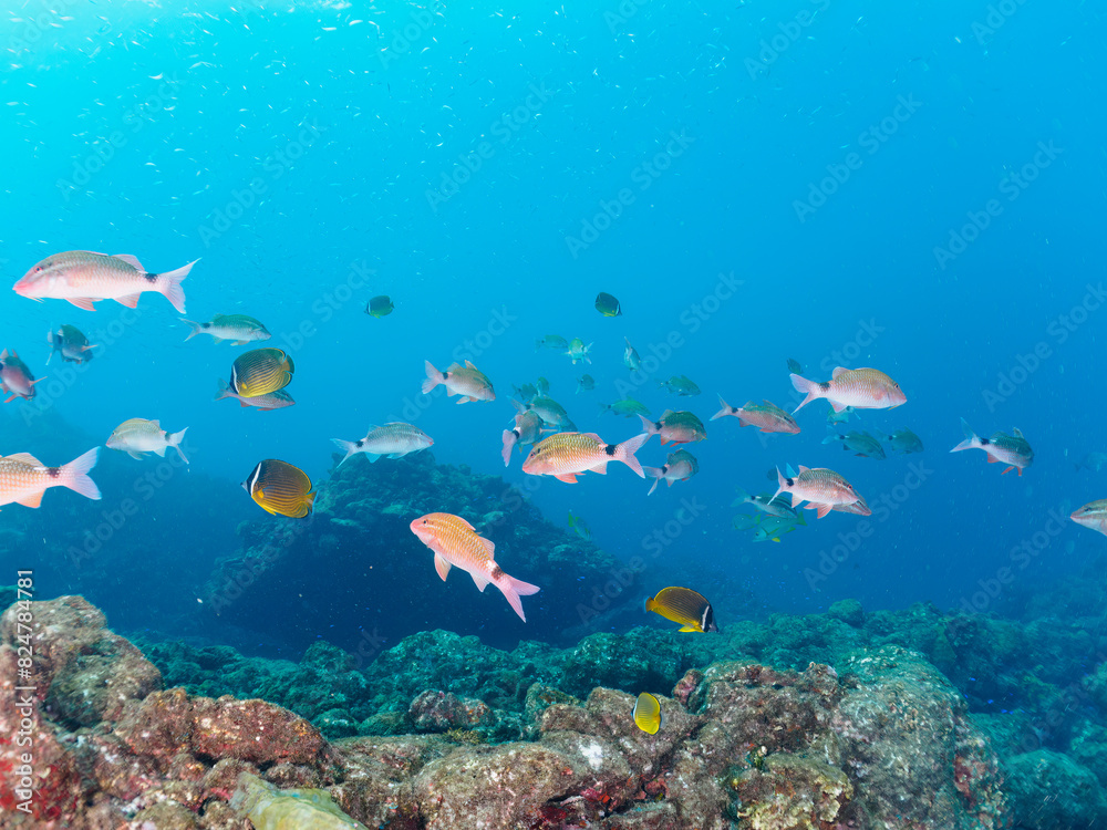 Naklejka premium 美しいホウライヒメジ（ヒメジ科）、チョウチョウウオ（チョウチョウウオ科）、ヘラヤガラ（ヘラヤガラ科）の他群れ。日本国静岡県伊豆半島賀茂郡南伊豆町中木から渡し船で渡るヒリゾ浜にて。 2022年夏水中撮影。 Whitesaddle goatfish (Parupeneus ciliatus) Oriental ButterflyFish (Chaetodon aurites), Painted f