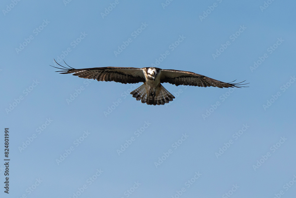 Fototapeta premium Balbuzard pêcheur, Pandion haliaetus, Western Osprey