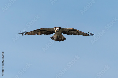 Balbuzard p  cheur  Pandion haliaetus  Western Osprey