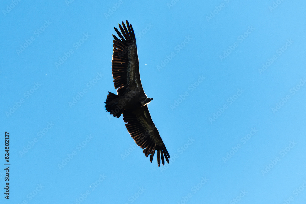 Vautour fauve,.Gyps fulvus, Griffon Vulture, Parc naturel régional des grands causses 48, Lozere, France Vautour fauve,.Gyps fulvus, Griffon Vulture, Parc naturel régional des grands causses 48, Lozere, France