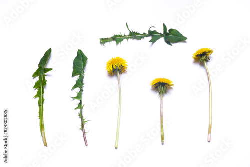 Dandelion flower isolated on the white background. Top view.